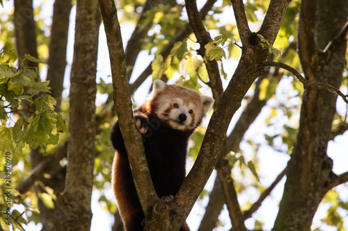 panda in a tree