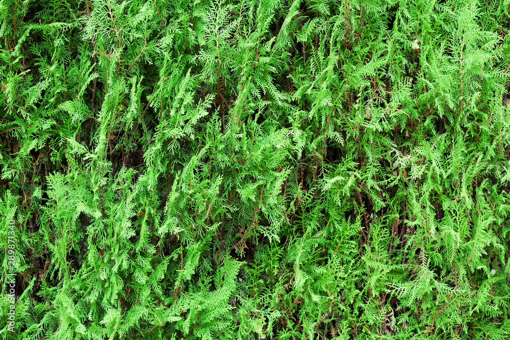 thuja green wall background thuja green wall background