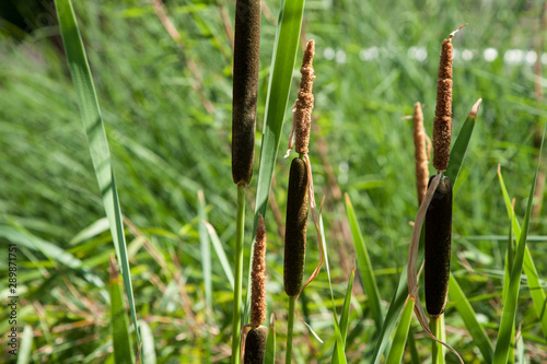 broadleaf cattail, Typha latifolia at the pond