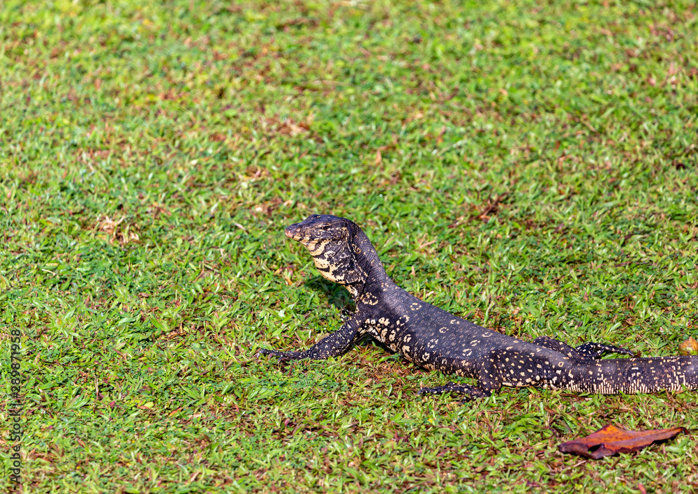 lizard on the grass lizard on the grass