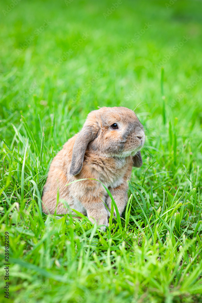 Little lop-eared rabbit sits on the lawn in park. Dwarf rabbit breed ram at sunset sun. Summer warm day. Little lop-eared rabbit sits on the lawn in park. Dwarf rabbit breed ram at sunset sun. Summer warm day.