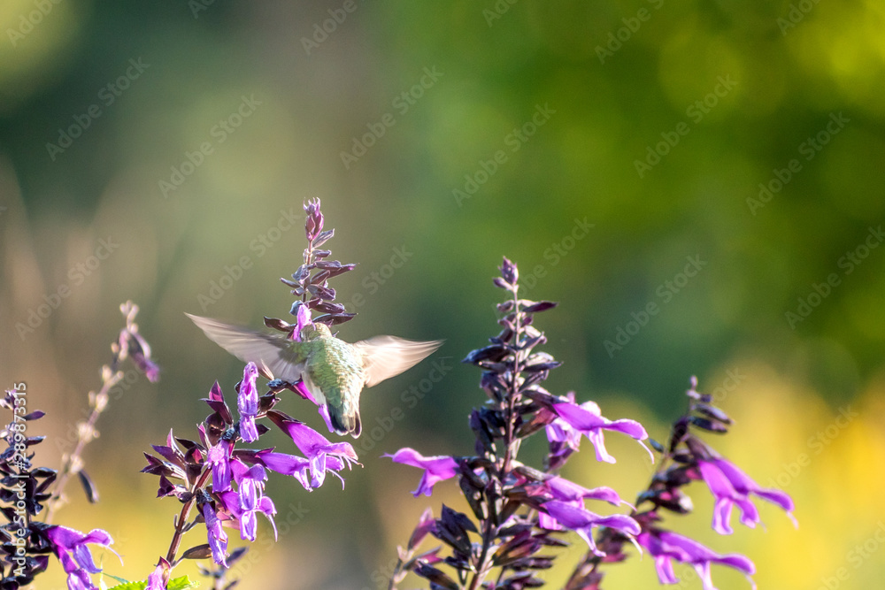  Portrait of a hummingbird on a sunny day with backlight 