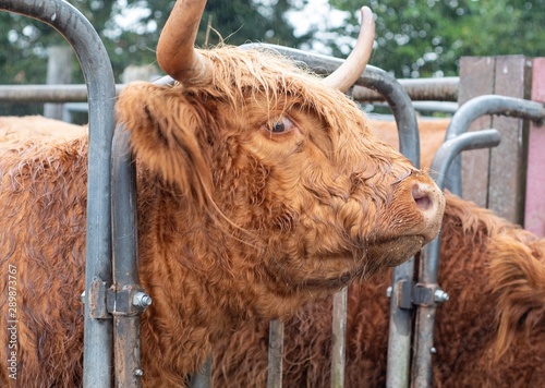 A close up photo of a Highland Cow being fed