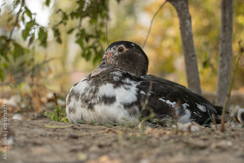 Obraz premium Portrait of a duck. A bird sits under a tree and rests. Poultry farm