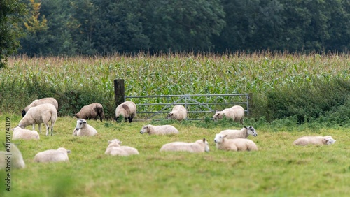 A photo of a Flock of Sheep in a field 