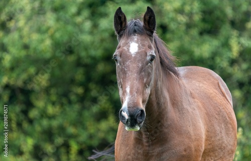 A close up photo of a Brown horse in a field 