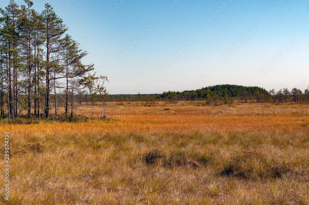 Yellow-green bright grass in the swamp, reserve Yellow-green bright grass in the swamp, reserve