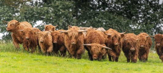 A close up photo of a herd of Highland Cows in a field 
