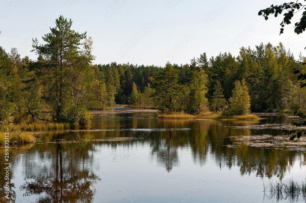 Forest lake with clear brown water on a sunny summer day