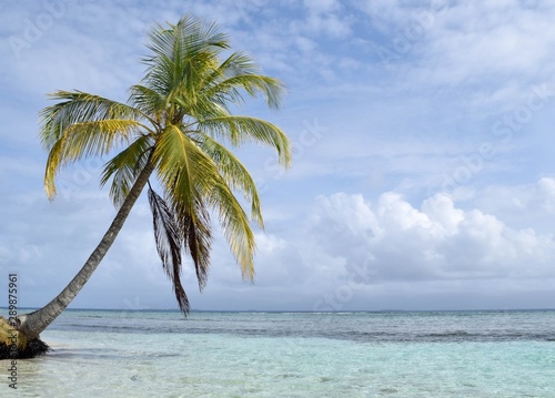 Fototapeta Naklejka Na Ścianę i Meble -  Palm Tree on the Beach