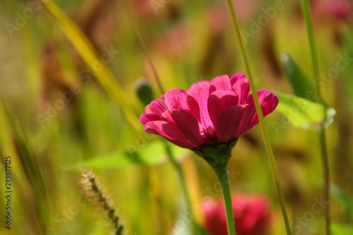 Pink flower on the meadow © mari00sh