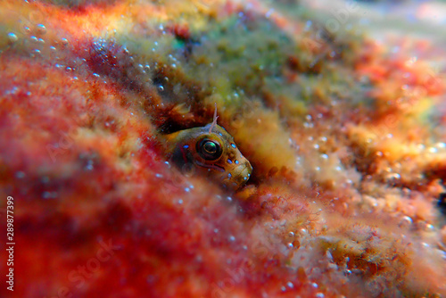 The Sphinx blenny fish - (Aidablennius sphynx) photo