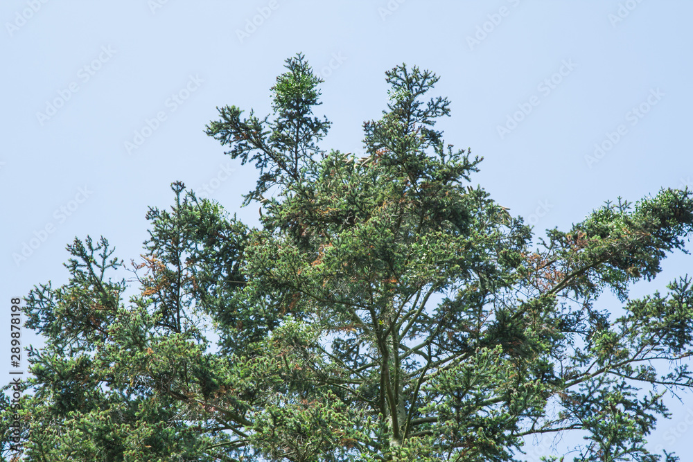 old tree Picea abies with cones old tree Picea abies with cones