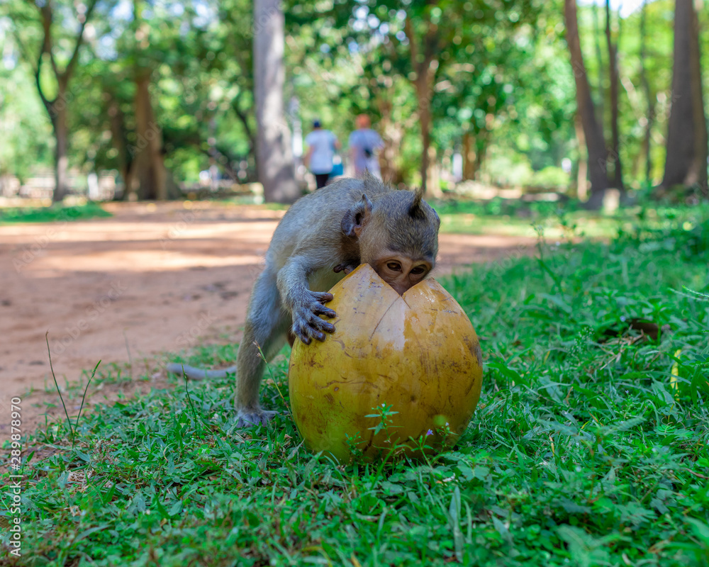 Obraz premium baby monkey with a coconut