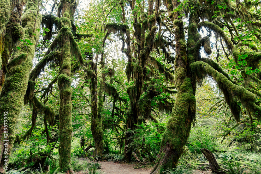 Hall of mosses trees on the Olympic Peninsula Hall of mosses trees on the Olympic Peninsula