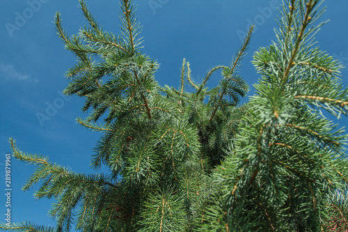 Brever Spruce, Picea breweriana, branches detail photo