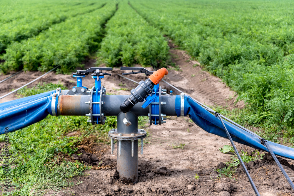 Drip irrigation system. Water saving drip irrigation system being used in a young carrot field.