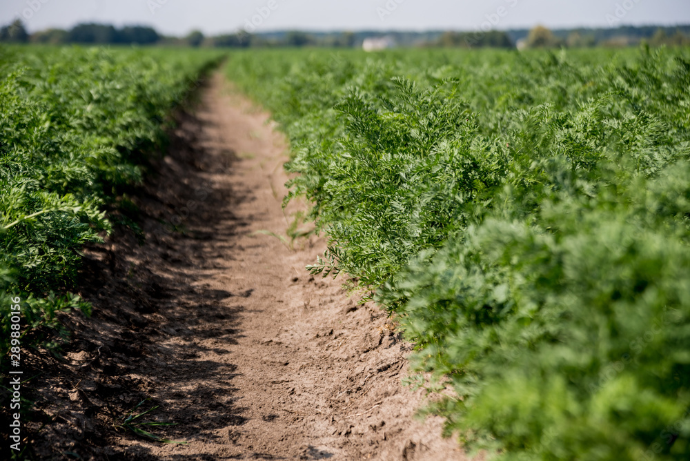Long field and rows of carrots. Blue summer sky.