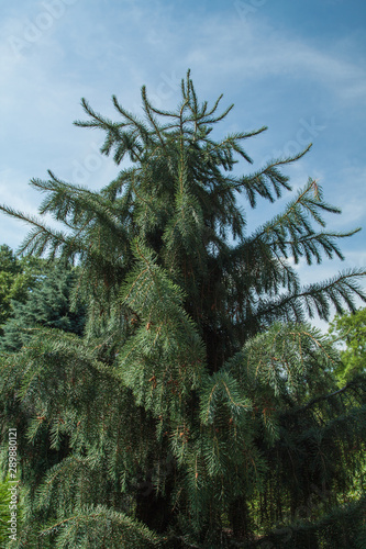 Brever Spruce, Picea breweriana, branches detail