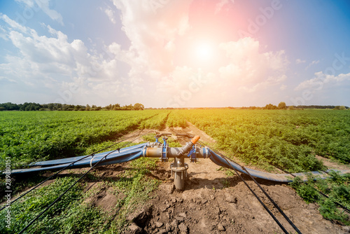 Drip irrigation system. Water saving drip irrigation system being used in a young carrot field.