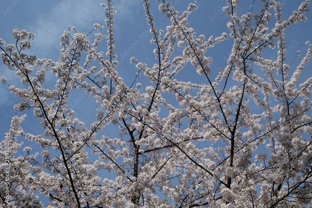 Close up of fruit flowers in the earliest springtime Close up of fruit flowers in the earliest springtime