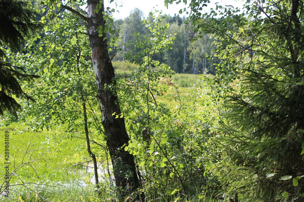 Fototapeta premium Forest and river