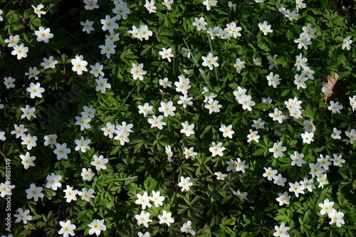 Flowers in garden