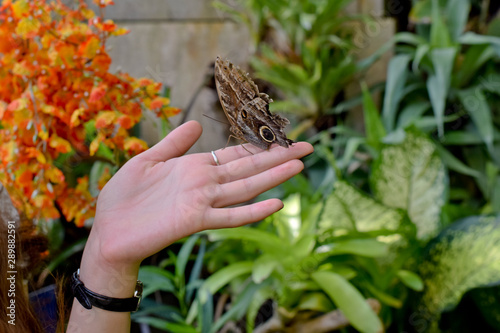 butterfly