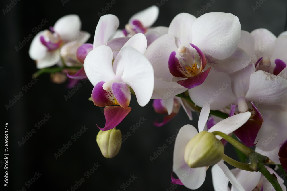 Naklejka premium macro view of a beautiful white orchid on dark background. phalaenopsis orchid