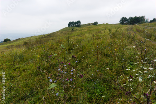 different flowers on a meadow lawn in the caucasus nature near kislowodsk, raw original picture