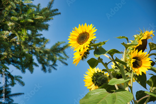Cluster of bright colorful sunflowers on the plant