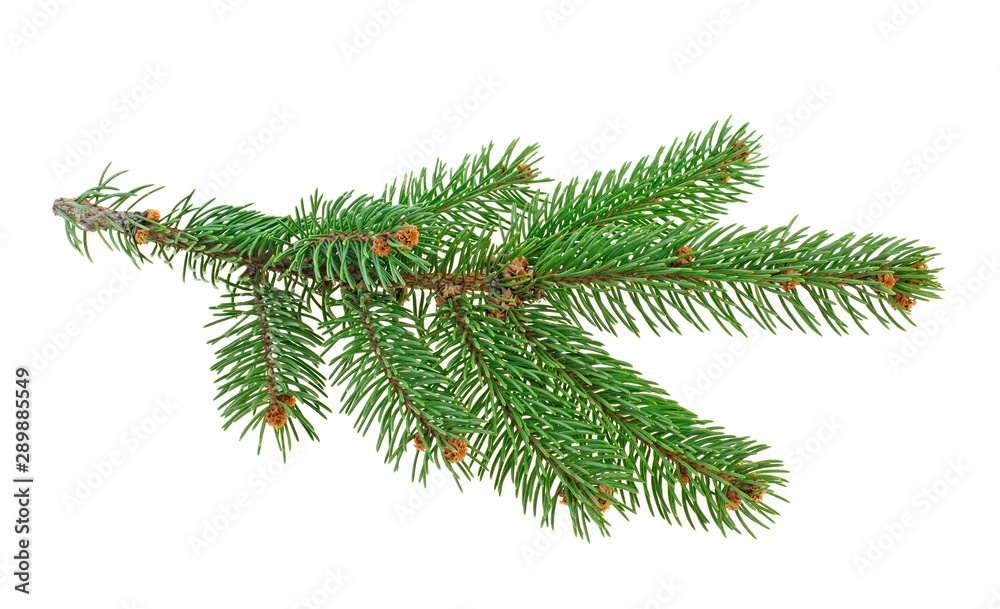 Branch of Christmas tree isolated on white background Branch of Christmas tree isolated on white background