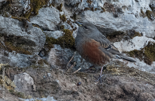 Himalayan bird at Chopta Valley photo