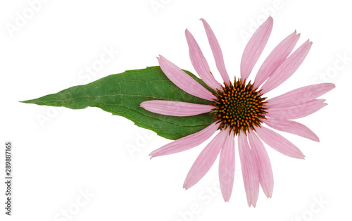 Echinacea flowers isolated on white  top view