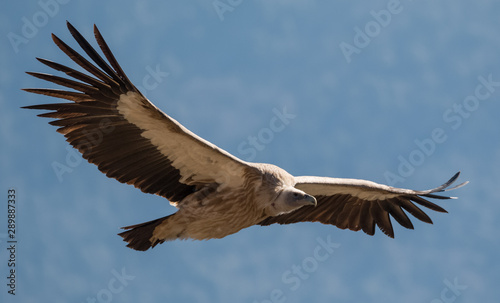 Himalayan Griffon Vulture in flight © Abhishek Mittal