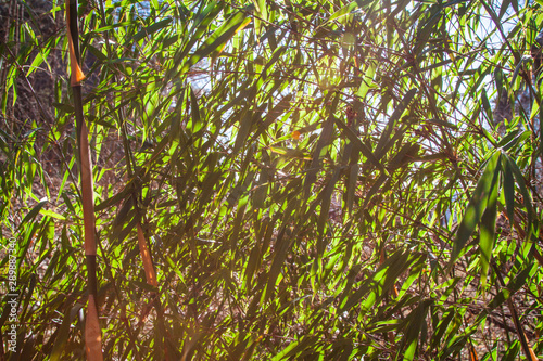 Fargesia bamboo in the Japanese garden by the creek