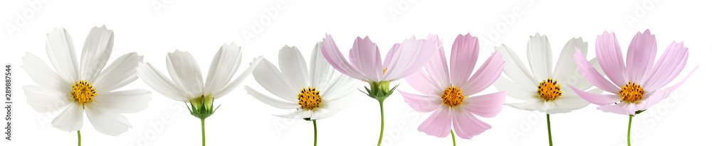 isolated image of beautiful  flowers close-up