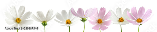 isolated image of beautiful  flowers close-up