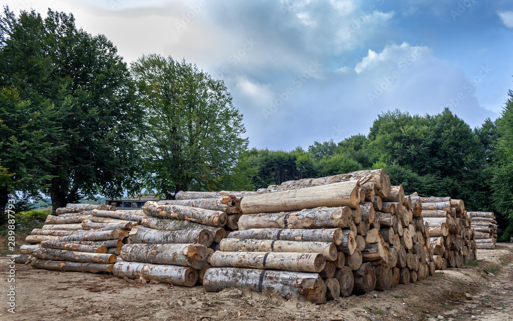 Trees cut in the forest. Tree stumps stacked. Destruction of forests