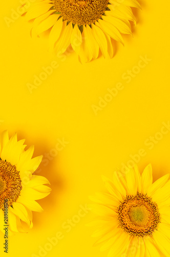 Beautiful fresh sunflowers on bright yellow background. Flat lay, top view, copy space. Autumn or summer Concept, harvest time, agriculture. Sunflower natural background. Flower card