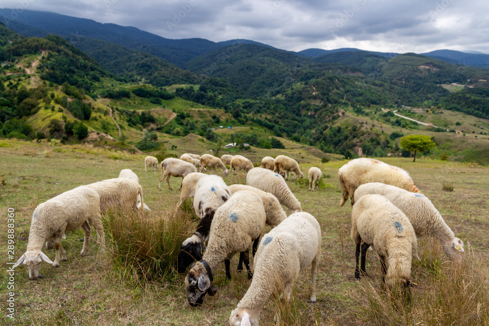 Fototapeta premium Sheep grazing. Sheeps in the meadow and on the mountain