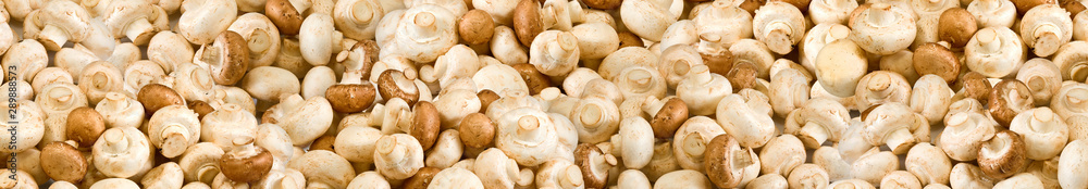 image of many mushrooms as background closeup image of many mushrooms as background closeup