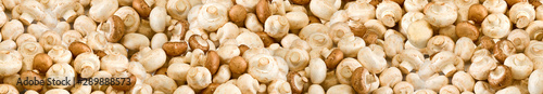 image of many mushrooms as background closeup