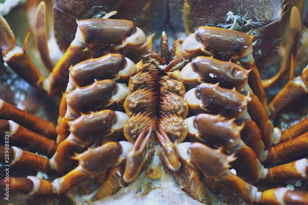Close up of Horseshoe crab and shell in ice bucket. In seafood market in thailand Close up of Horseshoe crab and shell in ice bucket. In seafood market in thailand