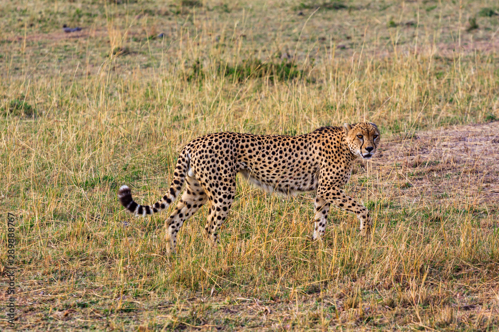 Cheetah in the Masai Mara National Park, Kenya Cheetah in the Masai Mara National Park, Kenya