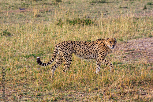 Cheetah in the Masai Mara National Park, Kenya