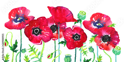 Background with blooming red poppy flowers in a row on the bottom of the page. Hand drawn watercolor sketch illustration