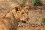 Lioness being alert, Masai Mara Park, Kenya