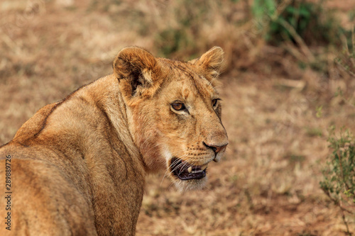 Lioness being alert  Masai Mara Park  Kenya