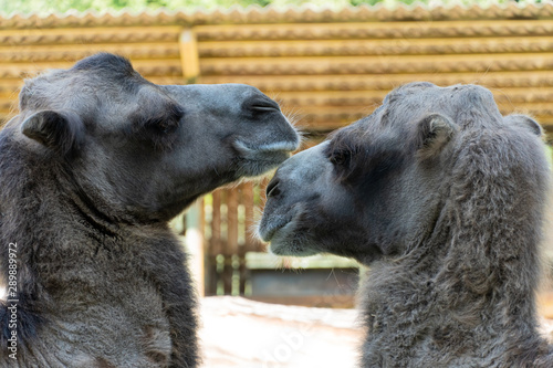 Camels in ukraine zoo. Camels are preparing for dinner. photo